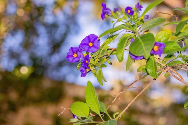 Un primer plano de una flor —  Fotos de Stock