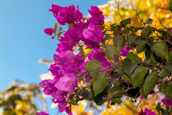 Un primer plano de una flor — Foto de Stock