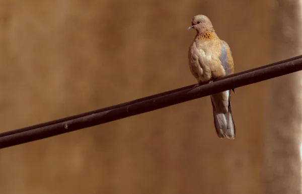 Malý ptáček usazený na dřevěné větvi — Stock fotografie