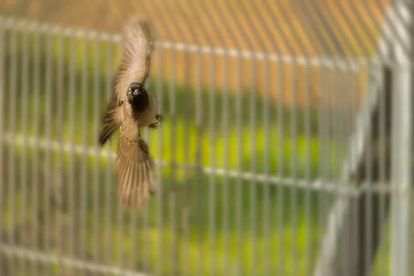 Una paloma volando en el aire en un día soleado. — Foto de Stock