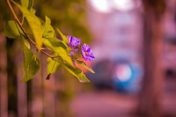 Un primer plano de una flor —  Fotos de Stock