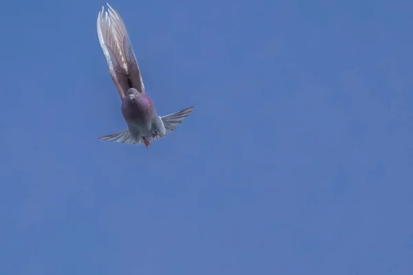 Un uccello che vola nel cielo — Foto Stock