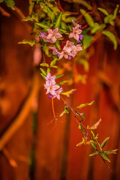 Un gros plan d'une fleur — Photo