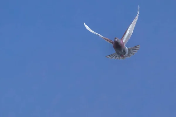 Un uccello che vola nel cielo — Foto Stock
