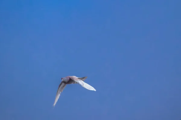 Un uccello che vola nel cielo — Foto Stock
