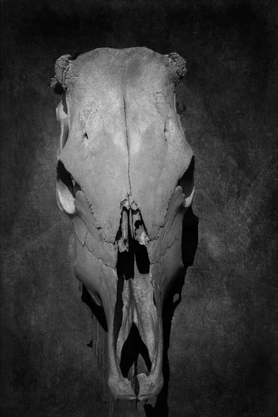 A Buffalo Skull Hanging on The Wall On A Textuerd Background.