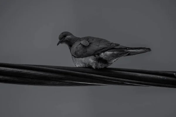 Tel üzerinde oturan bir kuş.