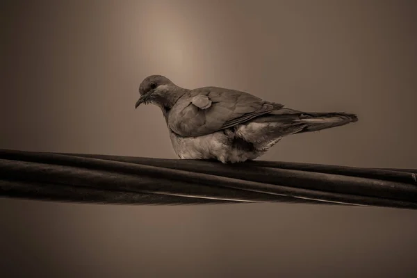 Un uccello seduto su un filo. — Foto Stock