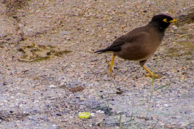 Bir kuşun yakın çekimi.