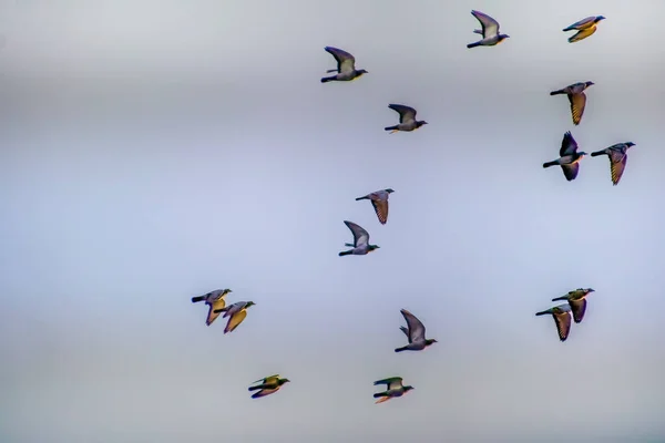 Un grupo de aviones de combate volando en el aire — Foto de Stock