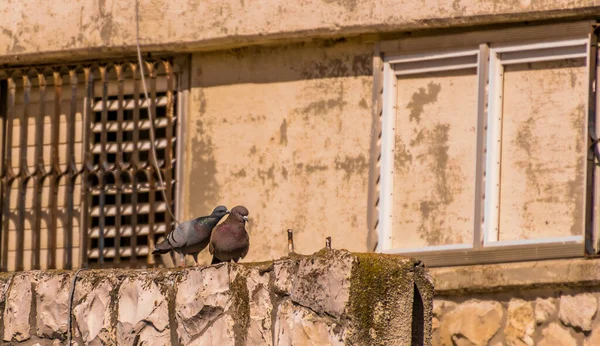 交尾中の湖の白い白鳥のペア. — ストック写真