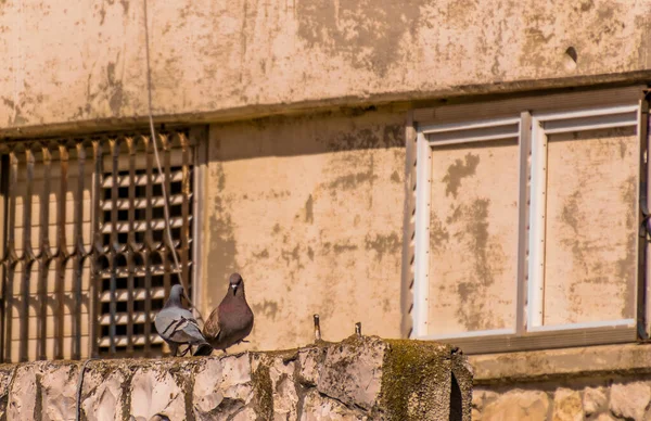 交尾中の湖の白い白鳥のペア. — ストック写真