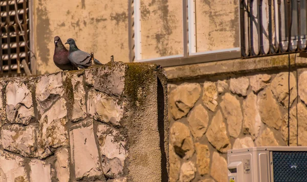 Çiftleşme sırasında gölde bir çift beyaz kuğu.. 