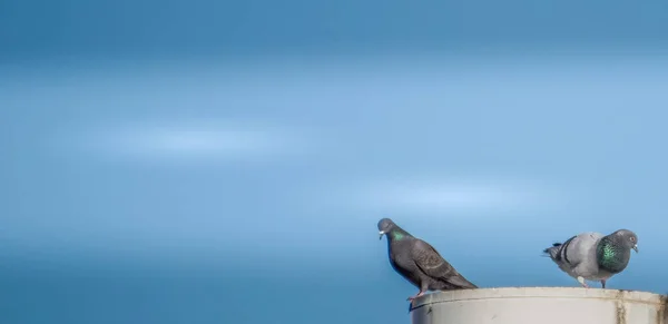 Pidgeon sentado en la parte superior de un techo con musgo y un cielo acuático —  Fotos de Stock