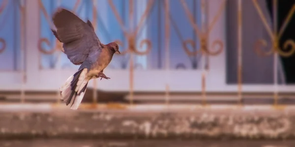 Gli uccelli decollano dalla scogliera — Foto Stock