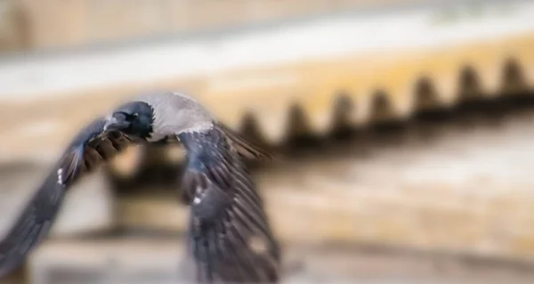 A close up of a bird — Stock Photo, Image
