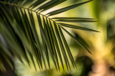 Bir ağacın yakın çekimi.