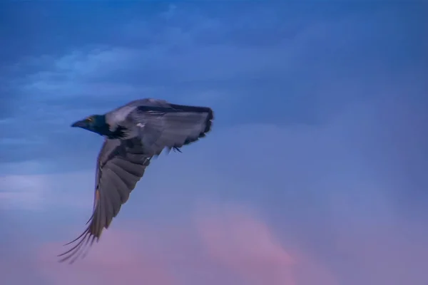 Oiseaux - Vol de corbeau commun à midi. — Photo
