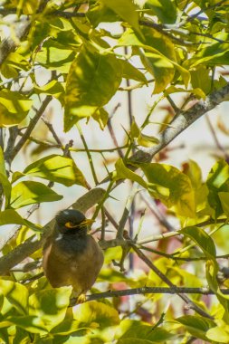 Afgan Starling-Myna Ağaçtaki Vahşi Yuvada.
