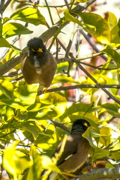 Αφγανική Starling-Myna στην άγρια φύση Φωλιάζοντας σε ένα δέντρο. — Φωτογραφία Αρχείου