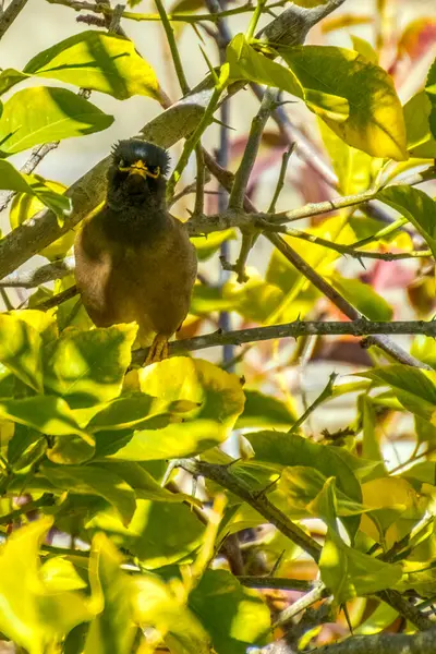 Afghanische Starling-Myna nistet in freier Wildbahn auf einem Baum. — Stockfoto