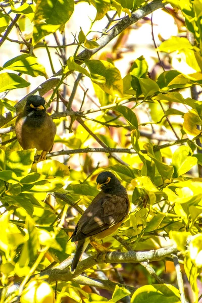 Afghan Starling-Myna en la naturaleza anidando en un árbol. — Foto de Stock