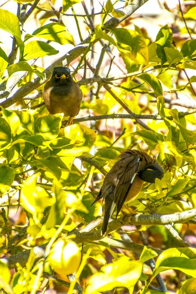 Afghanske Starling-Myna i naturen rede på et træ. - Stock-foto