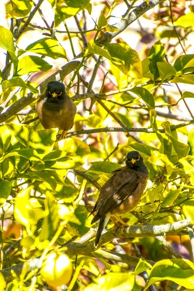 Afghan Starling-Myna en la naturaleza anidando en un árbol. —  Fotos de Stock