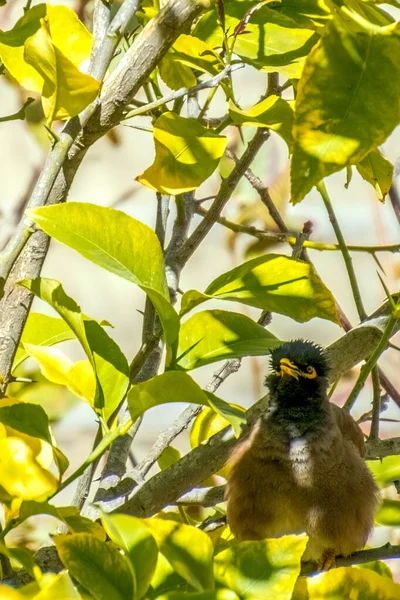 Afghánská Starling-Myna v divočině hnízdí na stromě. — Stock fotografie