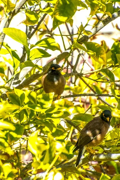 Afghan Starling-Myna en la naturaleza anidando en un árbol. — Foto de Stock