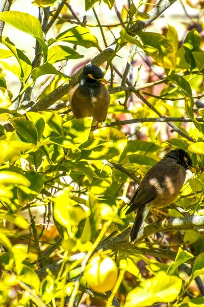 Afghan Starling-Myna no selvagem nidificação em uma árvore. — Fotografia de Stock