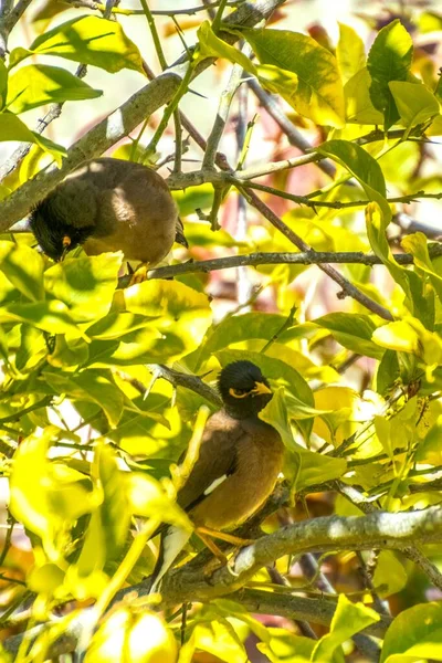 Αφγανική Starling-Myna στην άγρια φύση Φωλιάζοντας σε ένα δέντρο. — Φωτογραφία Αρχείου