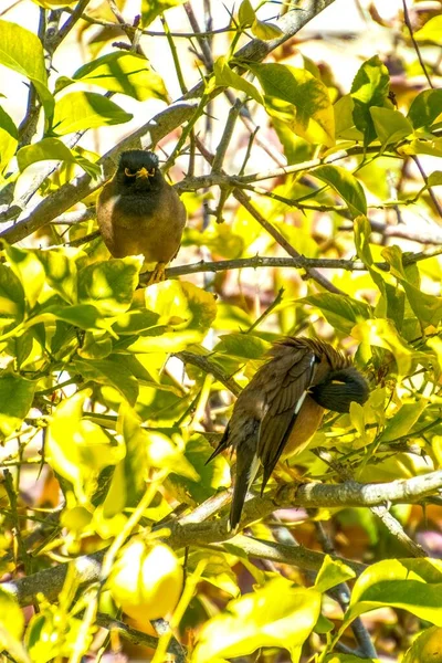 Afghan Starling-Myna no selvagem nidificação em uma árvore. — Fotografia de Stock