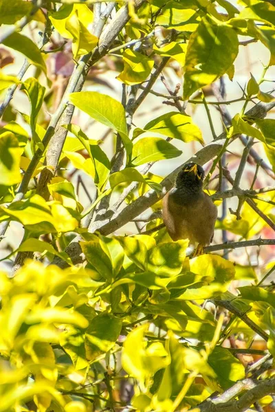 Afghánská Starling-Myna v divočině hnízdí na stromě. — Stock fotografie