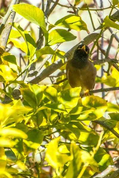 Afghan Starling-Myna dans la nature nichant sur un arbre. — Photo
