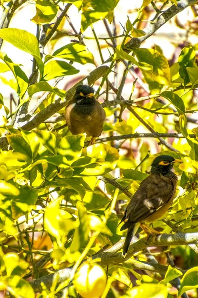 Afghan Starling-Myna no selvagem nidificação em uma árvore. — Fotografia de Stock
