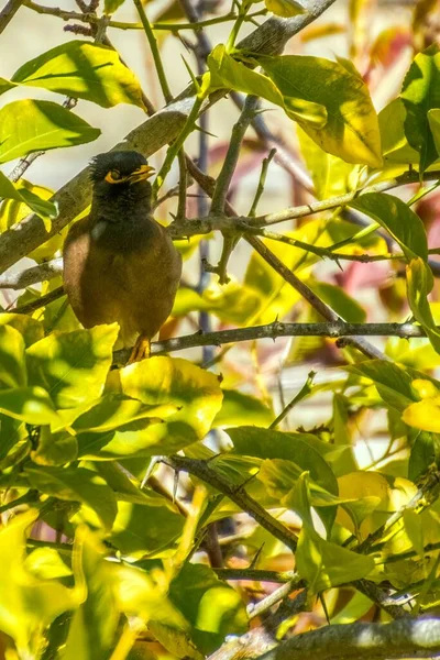 Afghan Starling-Myna en la naturaleza anidando en un árbol. —  Fotos de Stock