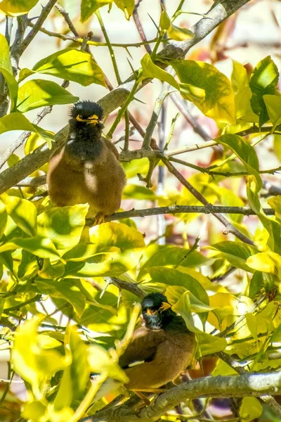 Afghan Starling-Myna en la naturaleza anidando en un árbol. —  Fotos de Stock