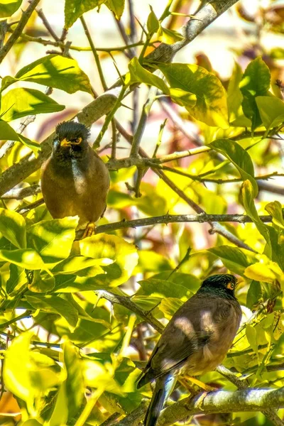 Afghánská Starling-Myna v divočině hnízdí na stromě. — Stock fotografie