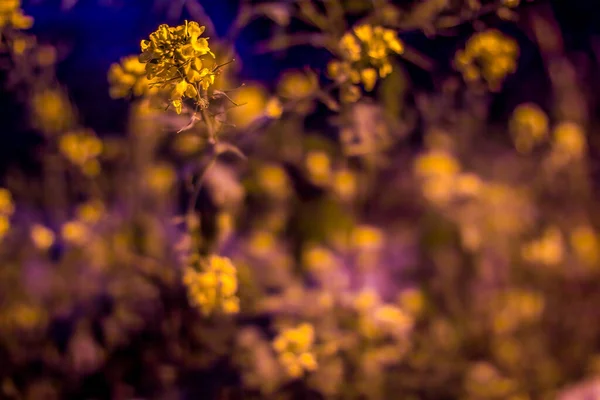 Diseño creativo de árboles de ducha con fondo abstracto — Foto de Stock