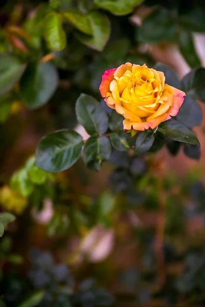 Fondo de la naturaleza primavera. Hermosa imagen de flores de cerezo silvestre y brote en enfoque selectivo en el fondo del cielo azul de cerca macro. — Foto de Stock