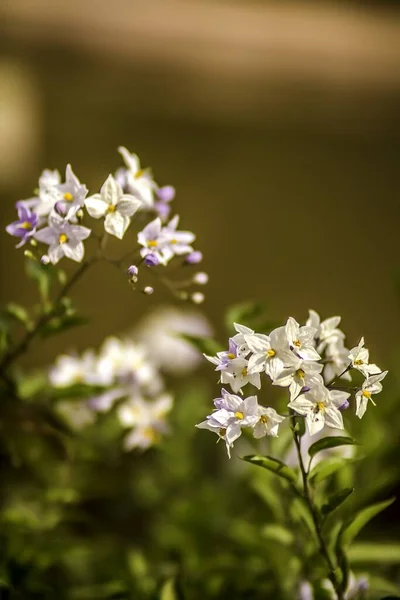 Ανοιξιάτικο φόντο. Όμορφη εικόνα από αγριοκέρασο λουλούδια και μπουμπούκι σε επιλεκτική εστίαση σε μπλε φόντο ουρανό close up μακροεντολή. — Φωτογραφία Αρχείου
