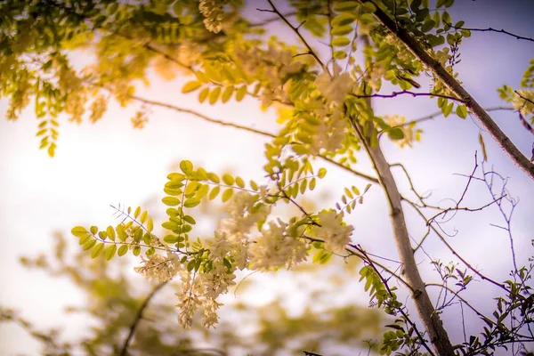 Schöne Frühlingsblume Kornelkirsche blüht bei Tageslicht. — Stockfoto