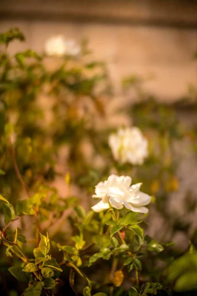 粉红的玫瑰在白色的背景上显得孤零零的。带有剪切路径的照片. — 图库照片