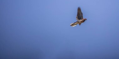 Kuşlar gökyüzü ile uçar..