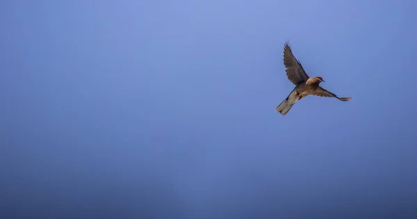 Uccelli volare con cielo è sfondo. — Foto Stock