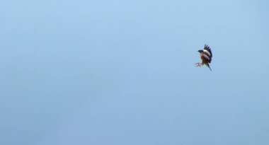 Yazın mavi gökyüzünde uçan güzel Myna.