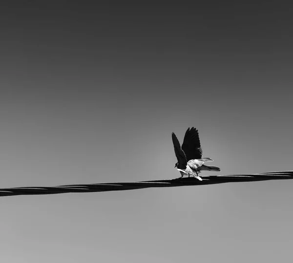 Birds flying in the air a black and white image. — Stock Photo, Image