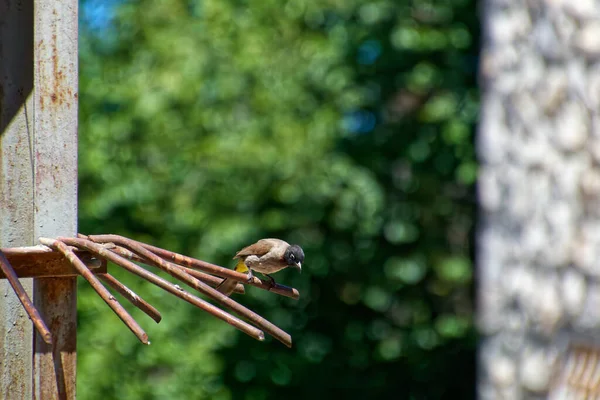 Un pájaro parado sobre un alambre con árboles verdes en el fondo. —  Fotos de Stock
