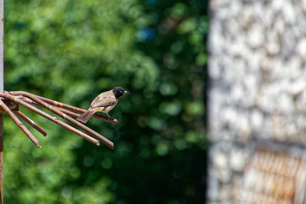 Ένα πουλί στέκεται σε ένα σύρμα με πράσινα δέντρα στο βάθος. — Φωτογραφία Αρχείου
